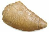 Serrated Raptor Tooth - Real Dinosaur Tooth #376495-1